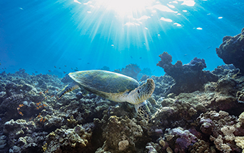 HAWKSBILL-TURTLE-IN-MAGICAL-LIGHT